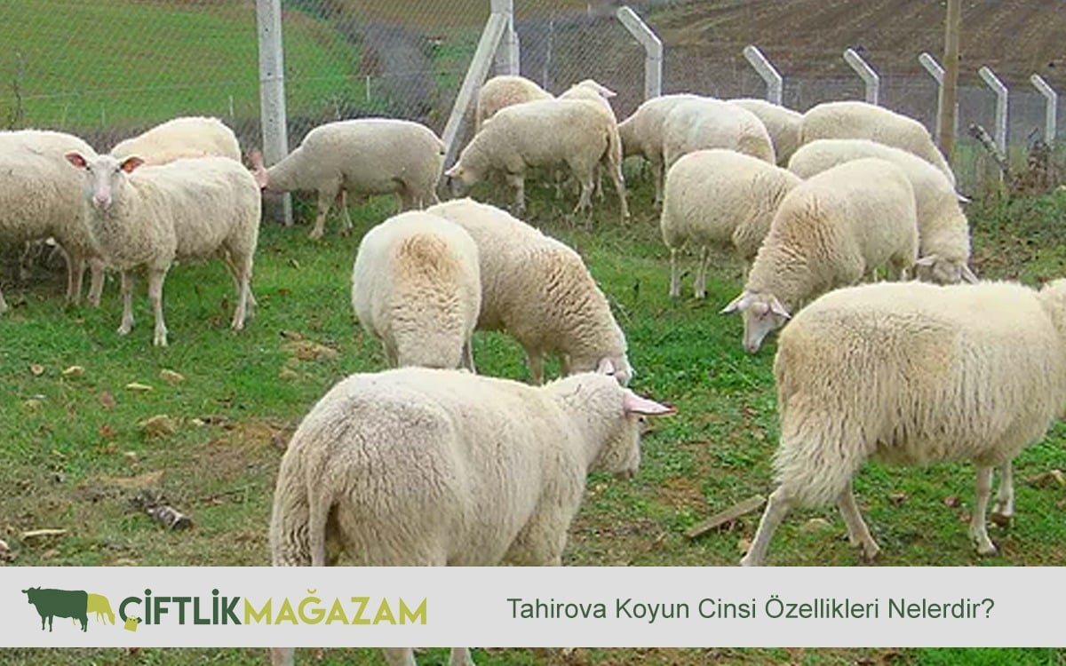 Tahirova Koyun Cinsi Özellikleri Nelerdir?