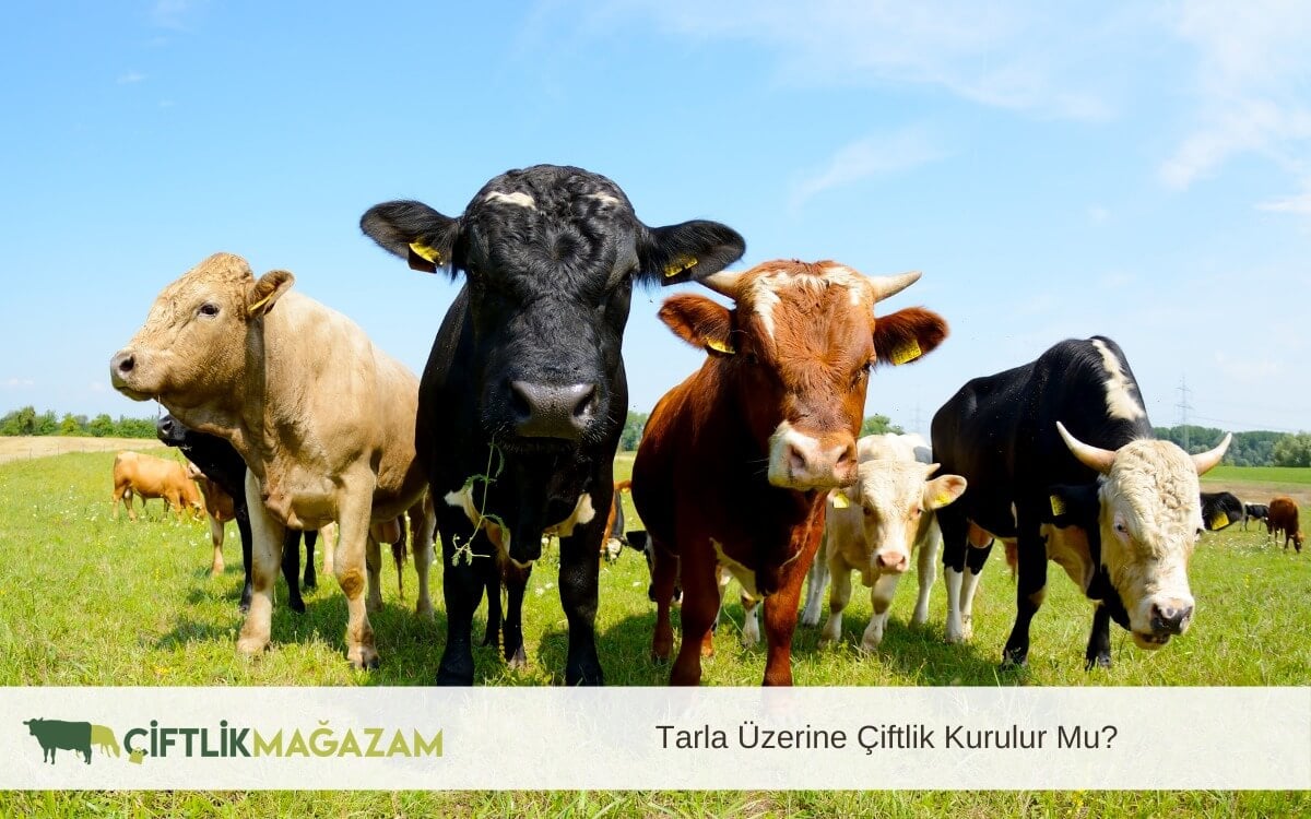 tarla üzerine çiftlik