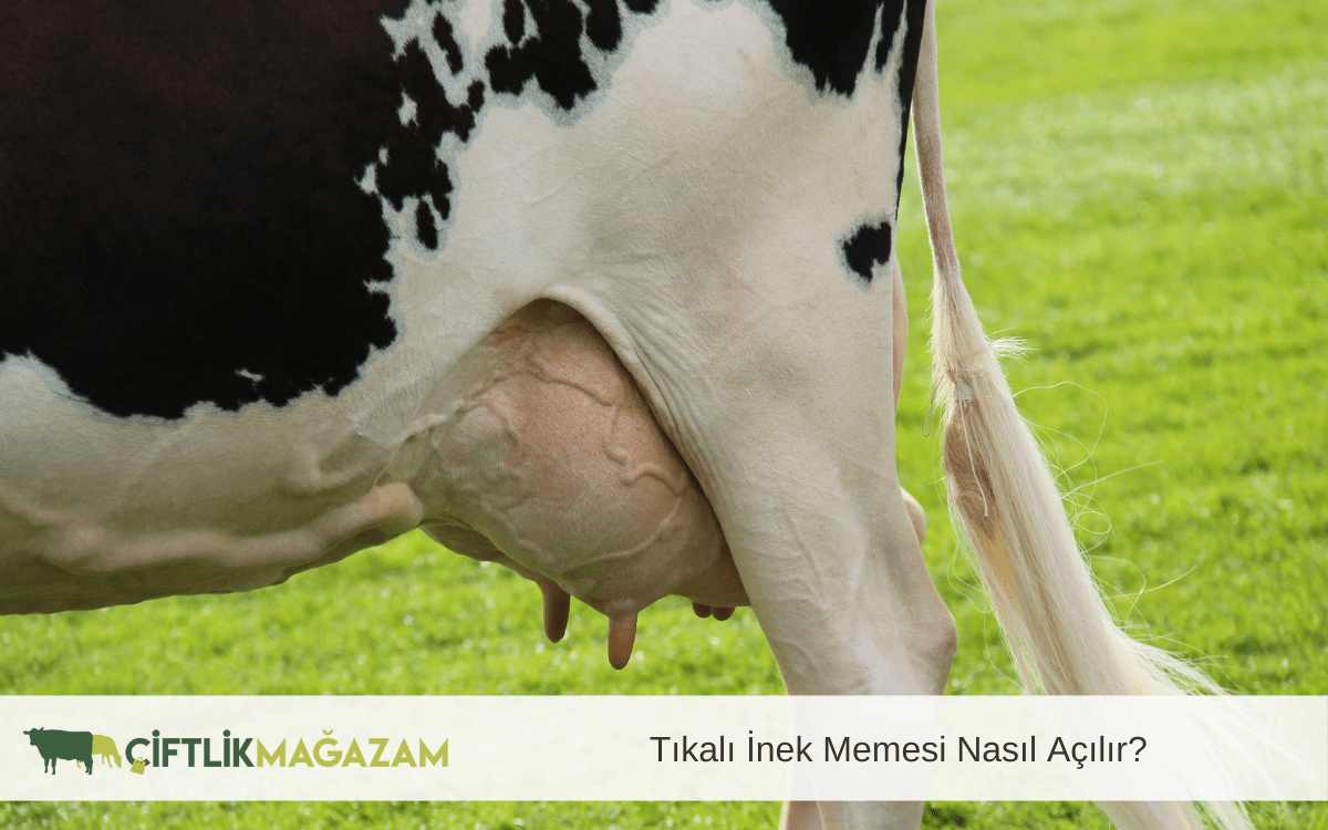 tıkalı inek memesi