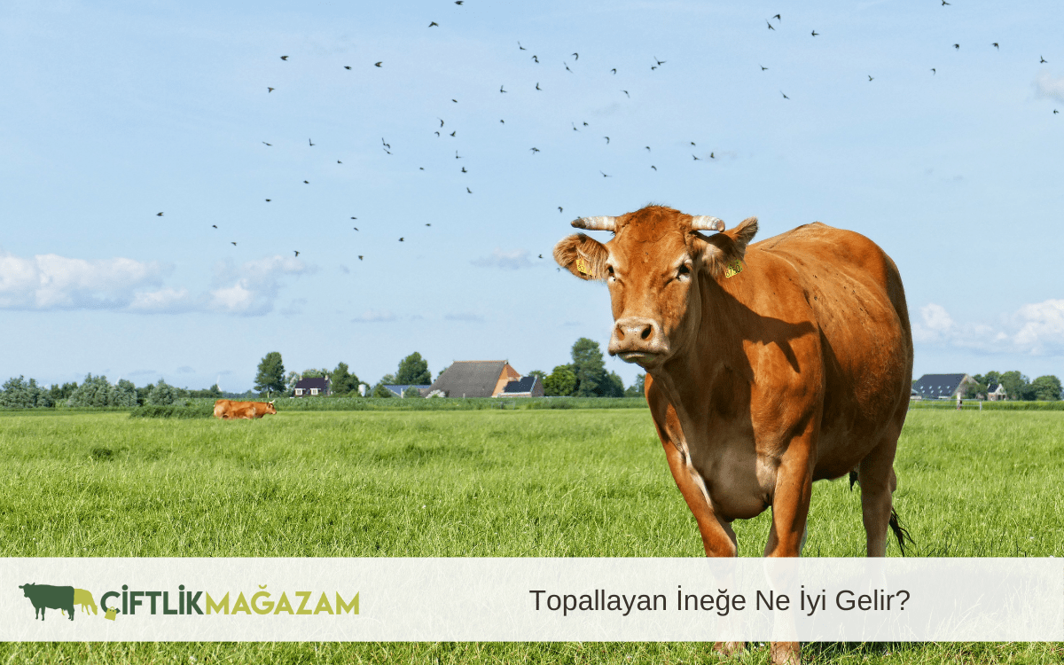 topallayan ineğe ne iyi gelir