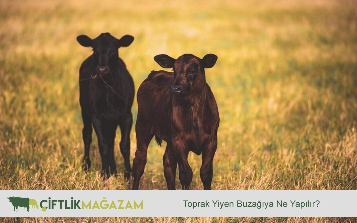 buzağı