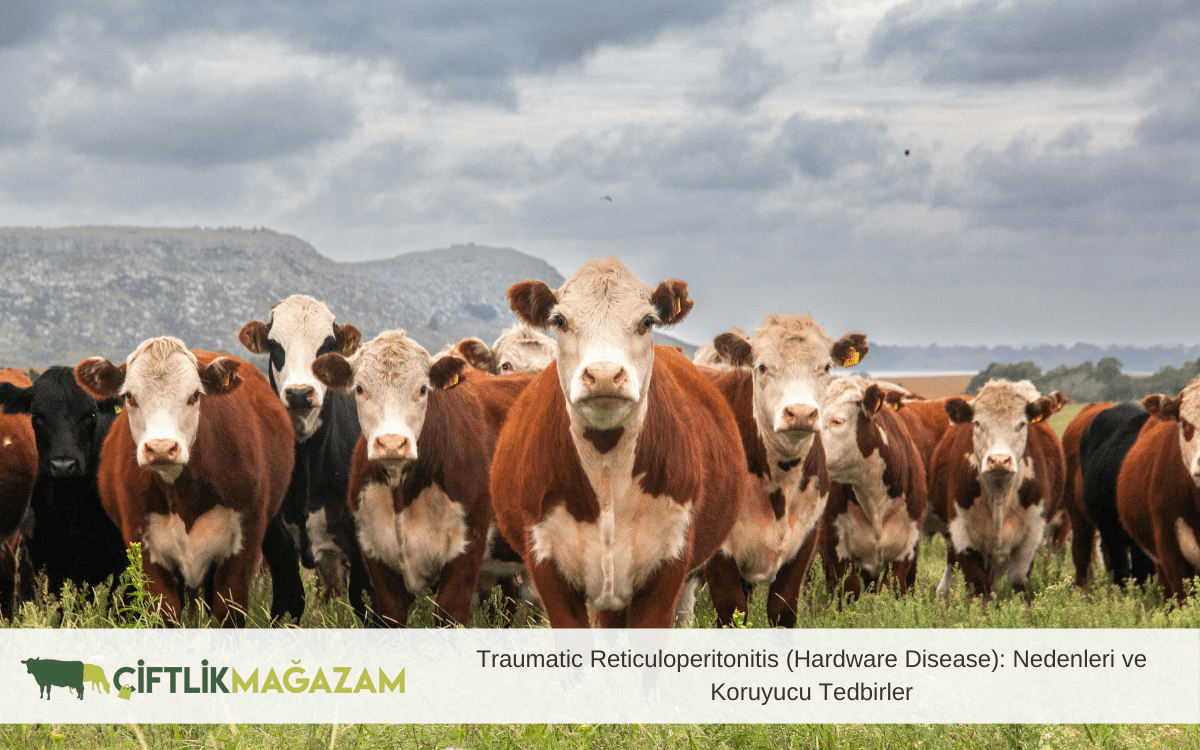 Traumatic Reticuloperitonitis (Hardware Disease): Nedenleri ve Koruyucu Tedbirler