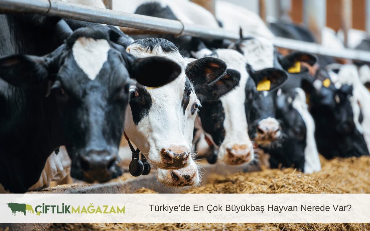 türkiyede en çok büyükbaş hayvan nerede