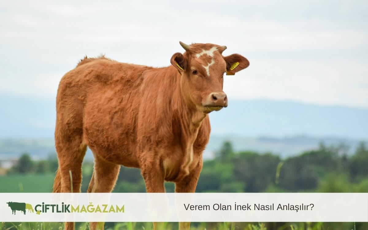 verem olan inek