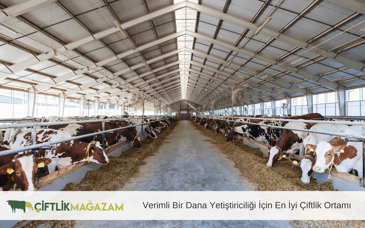 verimli bir dana yetiştiriciliği