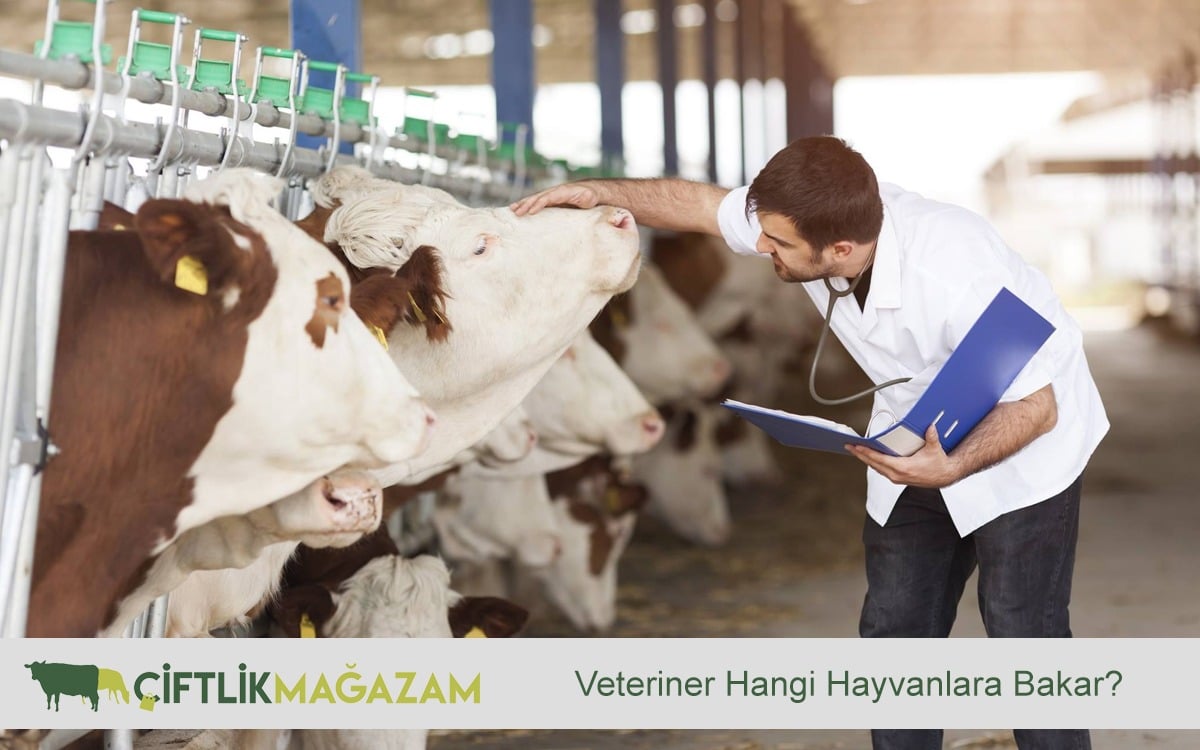 veteriner hangi hayvanlara bakmaktadır