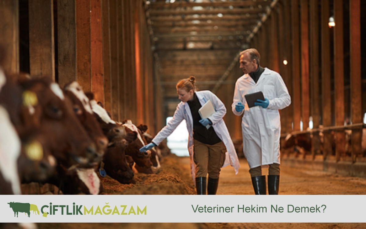 veteriner hekim