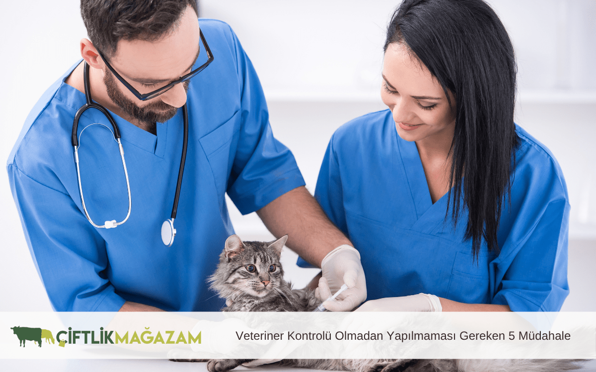 veteriner kontrolü olmadan yapılmaması gereken 5 müdahale