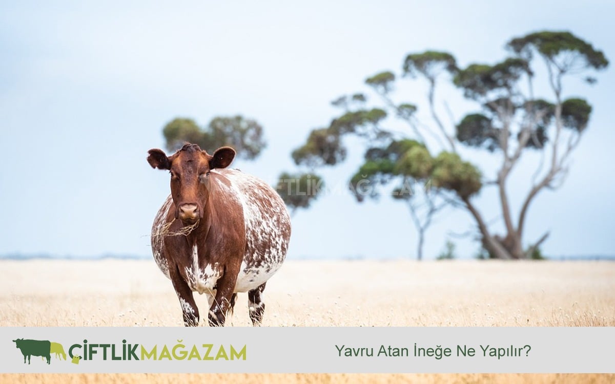 yavru atan inek