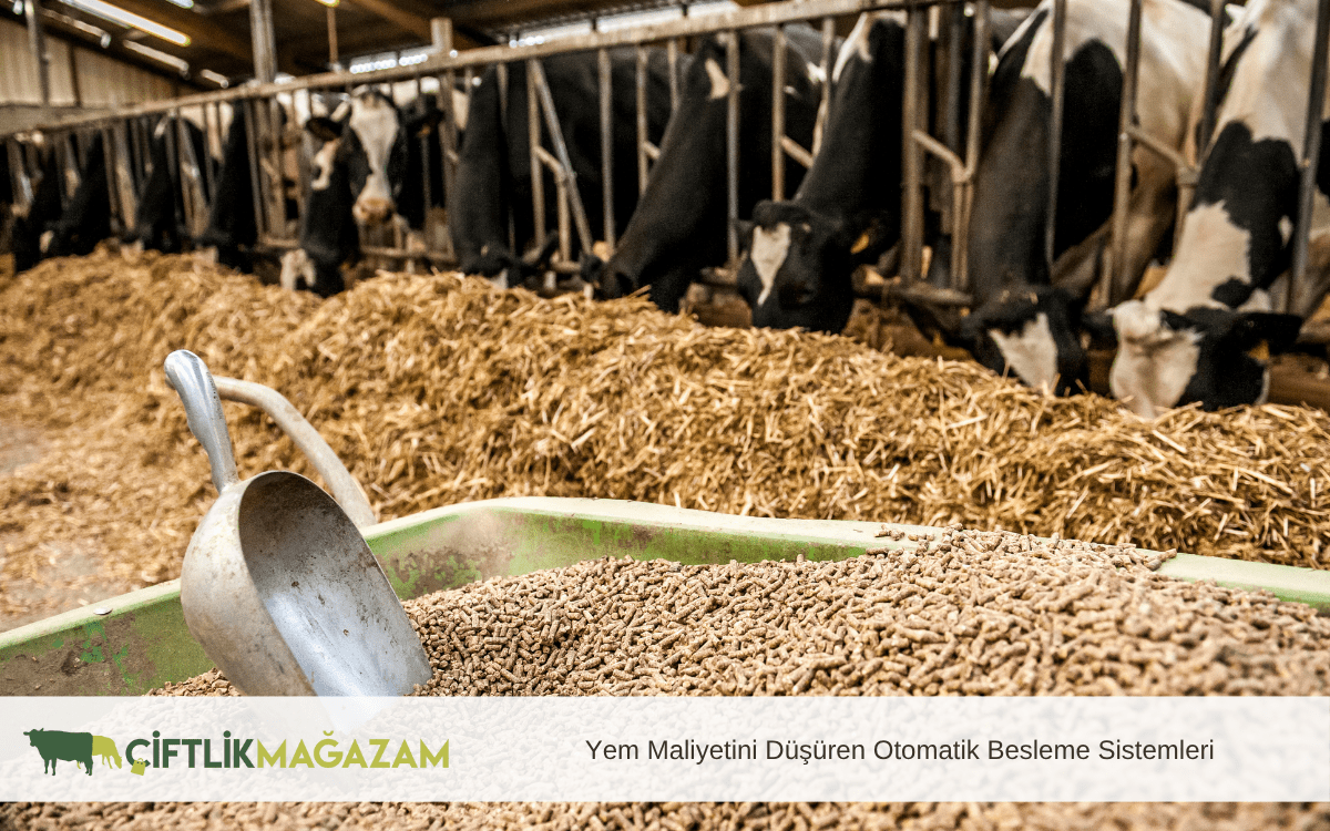 Yem Maliyetini Düşüren Otomatik Besleme Sistemleri