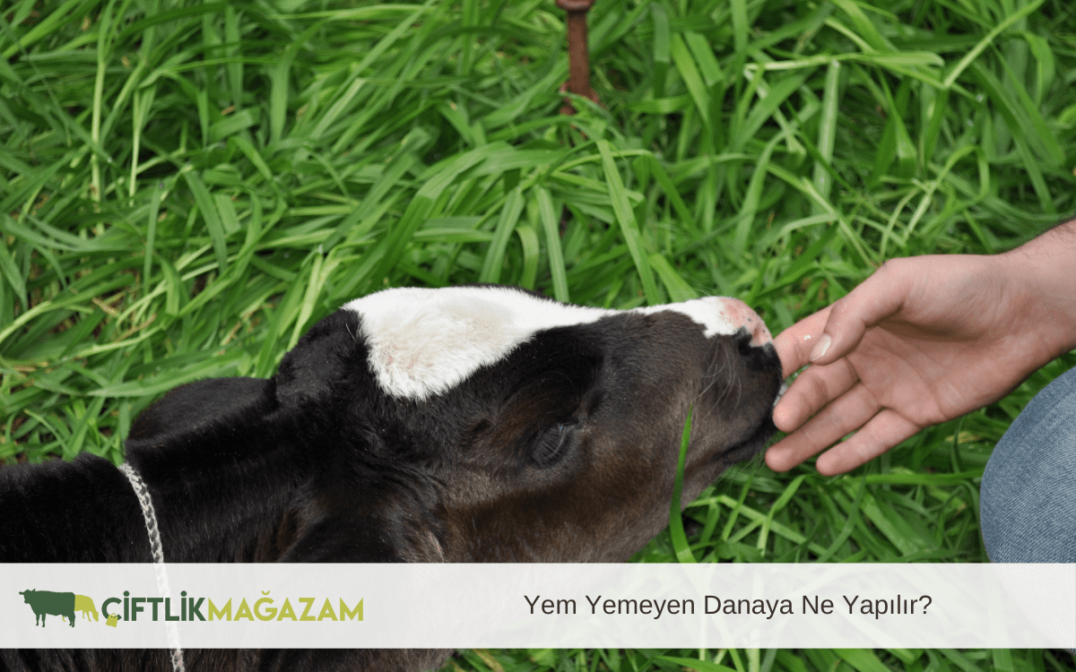 yem yemeyen danaya ne yapılır
