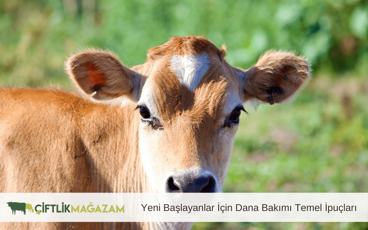 yeni başlayanlar için dana bakımı