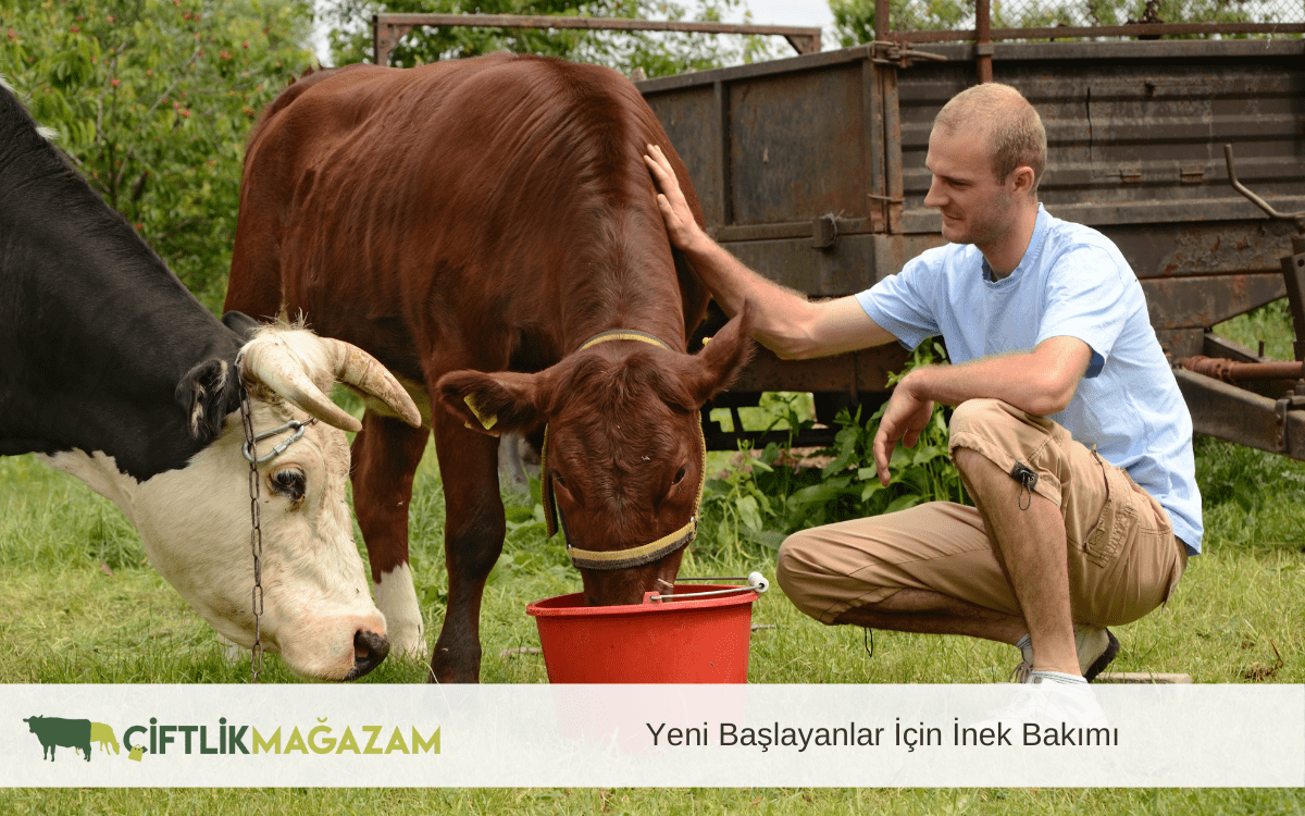 inek bakımı