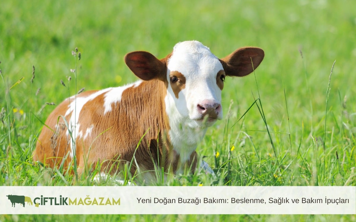yeni doğan buzağı bakımı