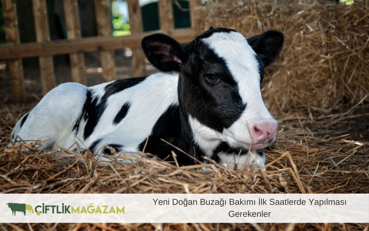 yeni doğan buzağı bakımı