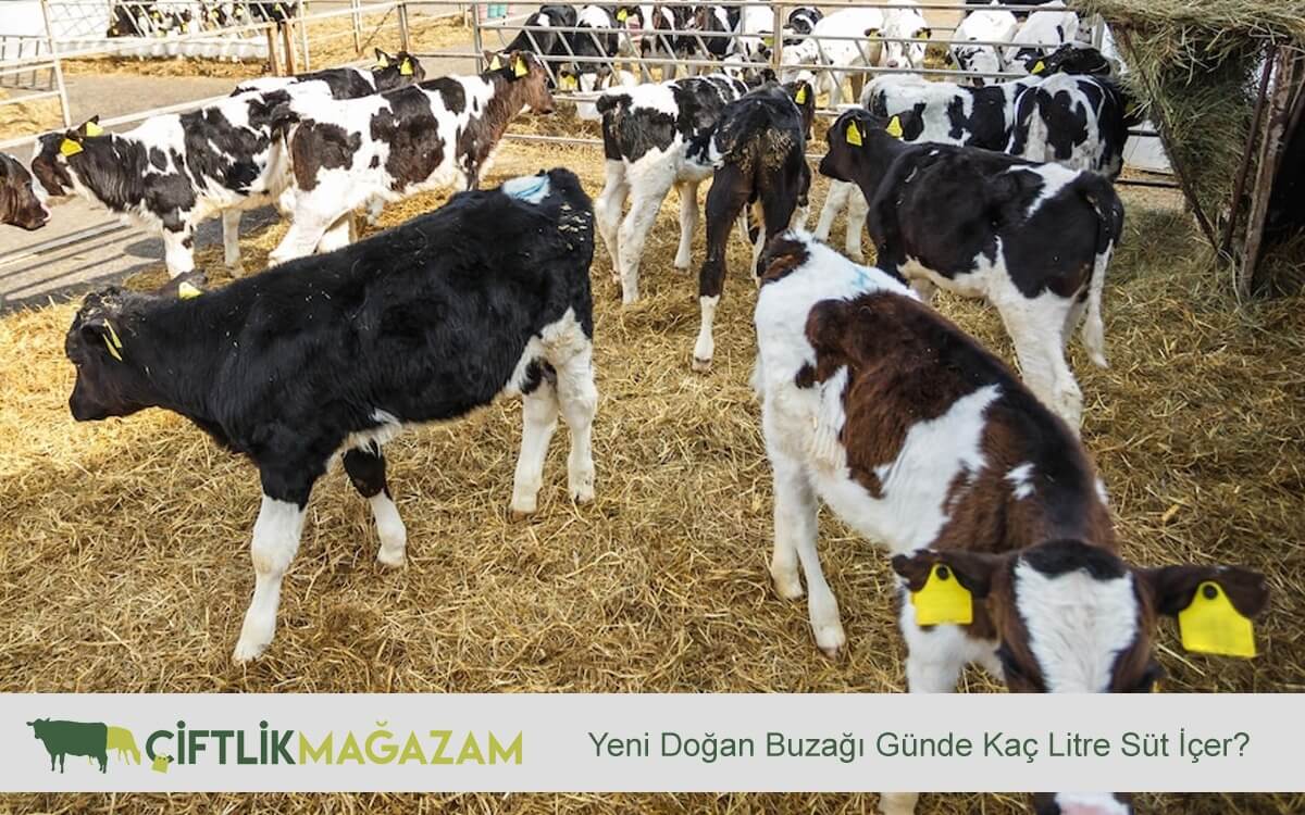 buzağı bakımı