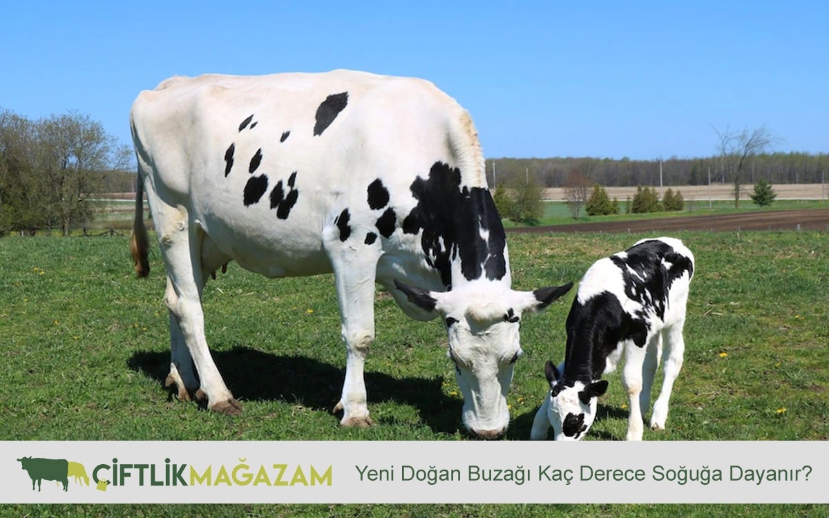 yeni doğan buzağı