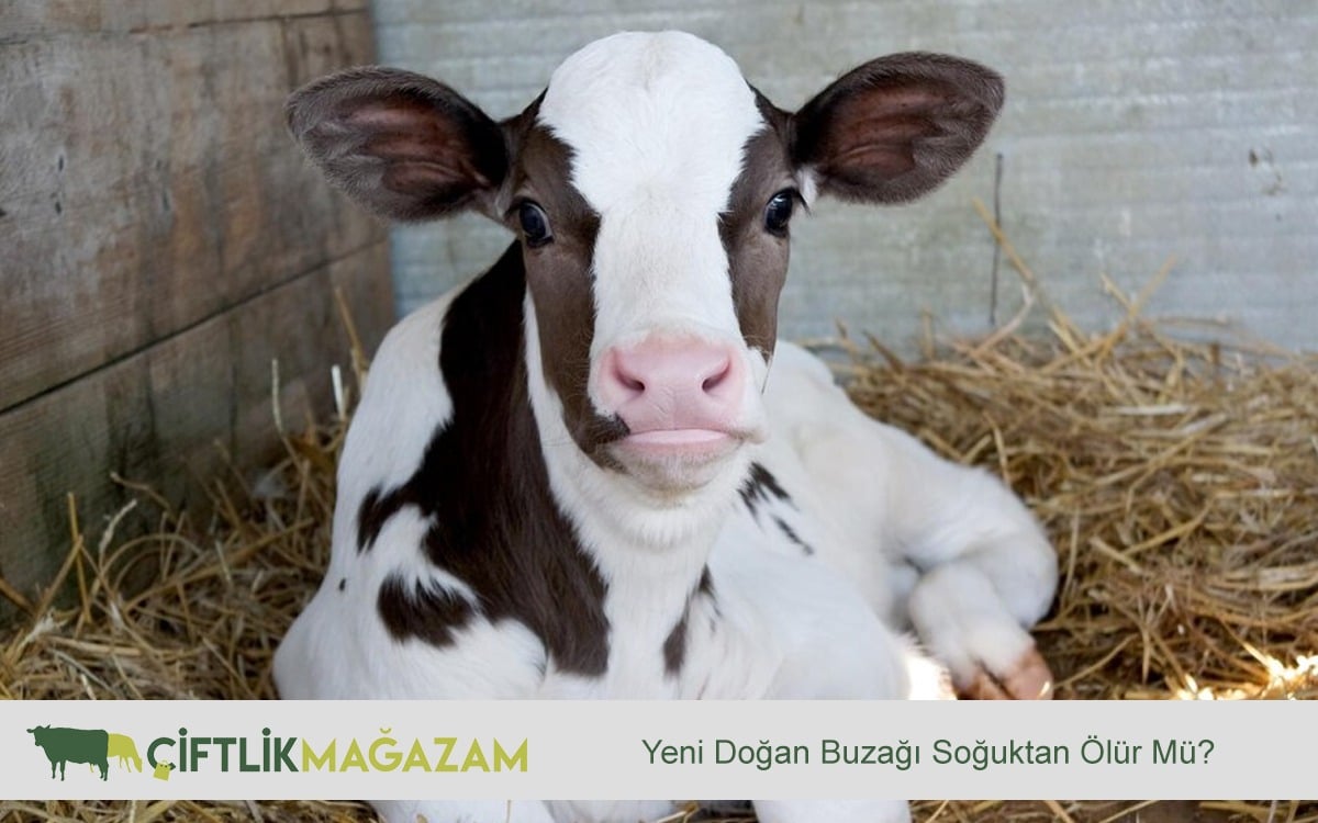 yeni doğan buzağı
