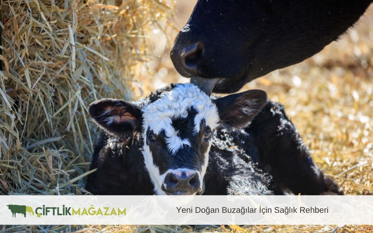 yeni doğan buzağılar