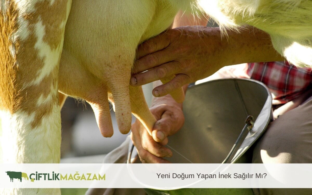 yeni doğum yapan inek