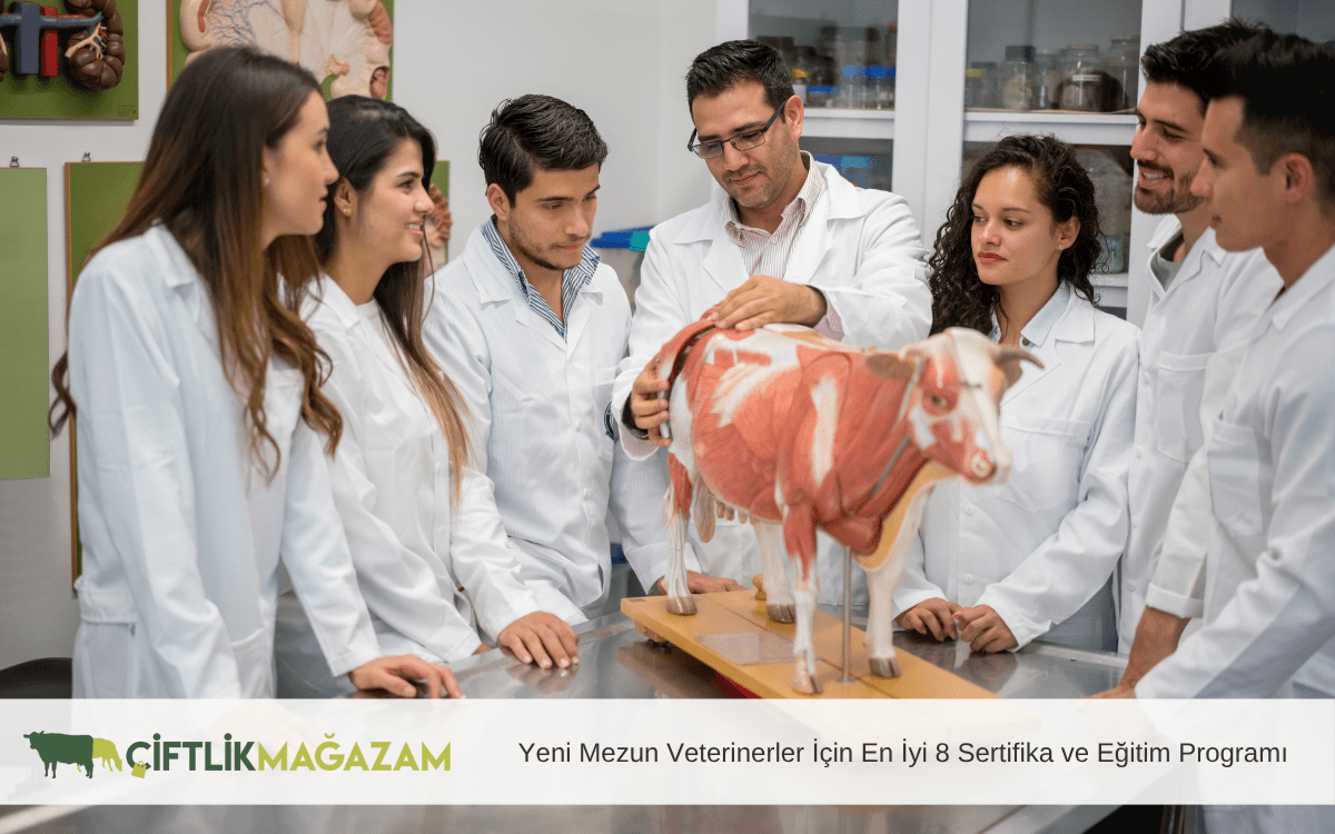 yeni mezun veterinerler için en iyi 8 sertifika ve eğitim programı