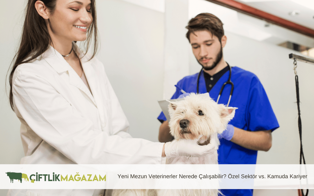yeni mezun veterinerler nerede çalışabilir