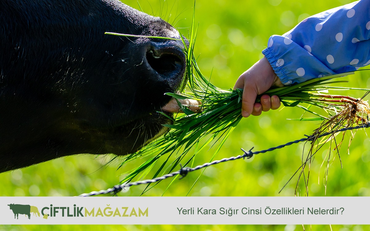 Yerli Kara Sığır Cinsi Özellikleri Nelerdir?