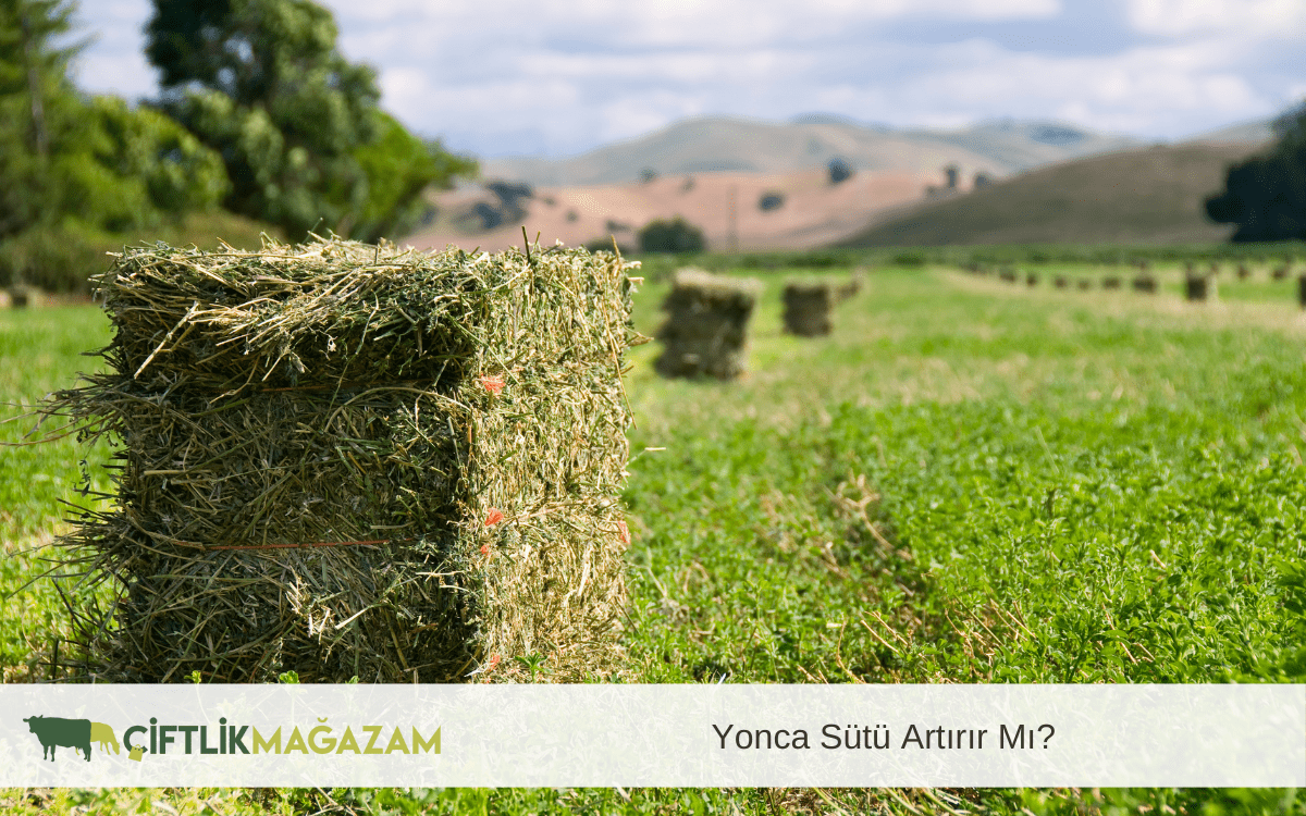 yonca