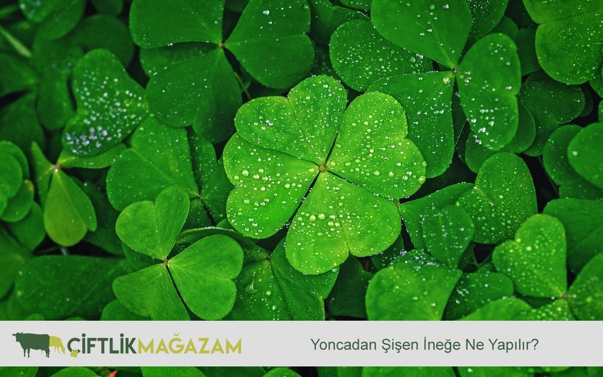 yoncadan şişen inek