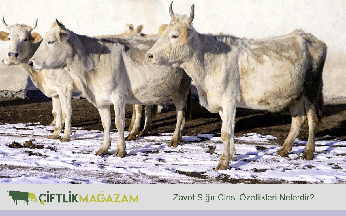 zavot sığır