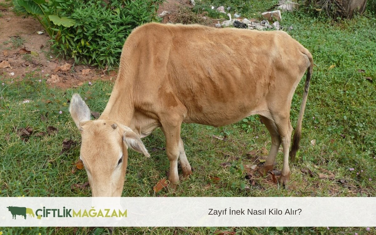 zayıf inek