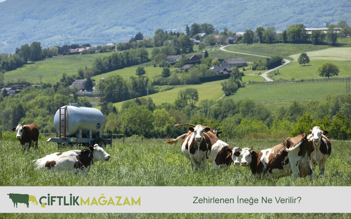 zehirlenen ineğe ne verilir