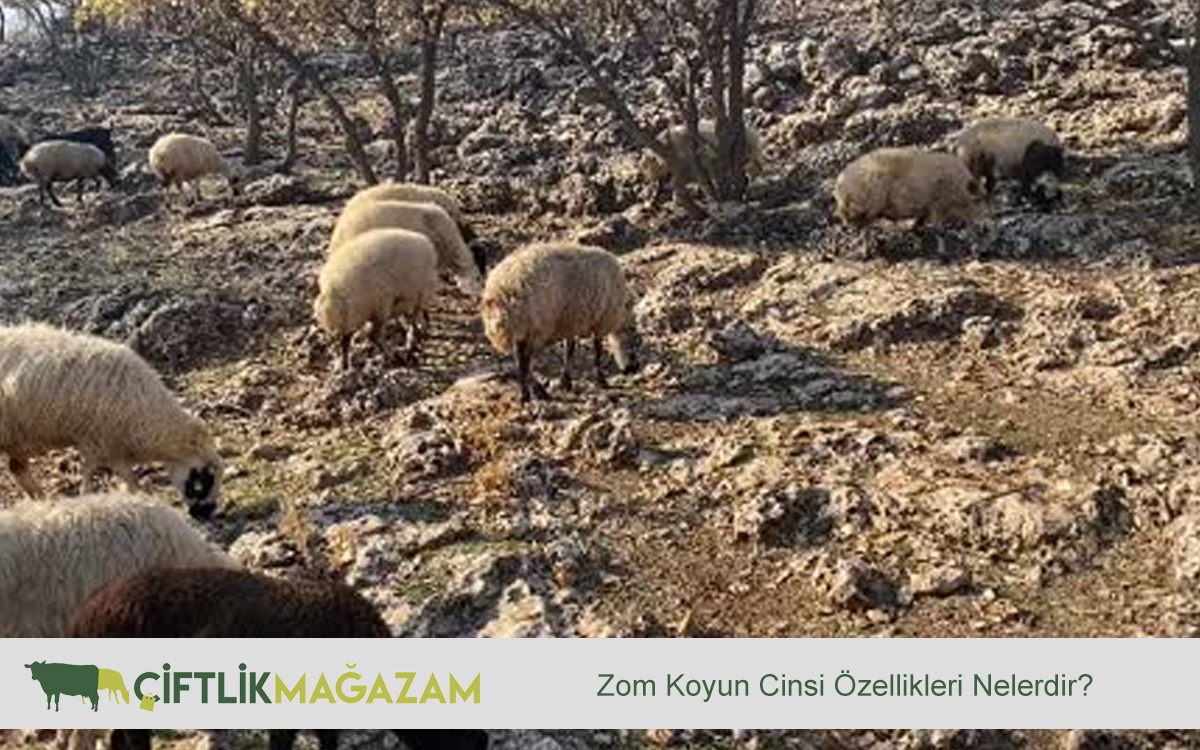 zom koyun cinsi