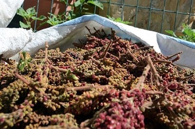 BaharatDoğal Salkım Tane Sumak 1 Kg | Malatya Yöresel Ürünü
