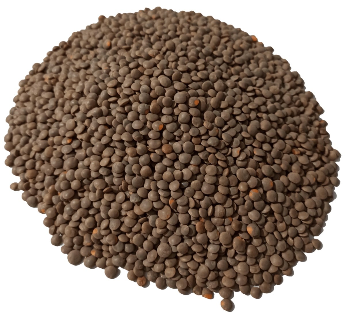 Malatya Yöresel PazarıSiyah Mercimek 1 Kg | Yeni Mahsül