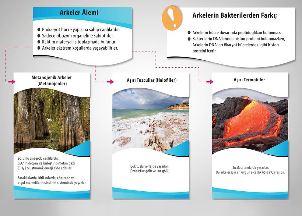 Arkeler Âlemi P BİY 30