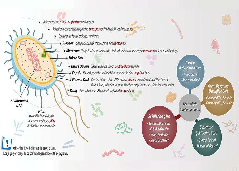 Bakteriler Âlemi P BİY 31