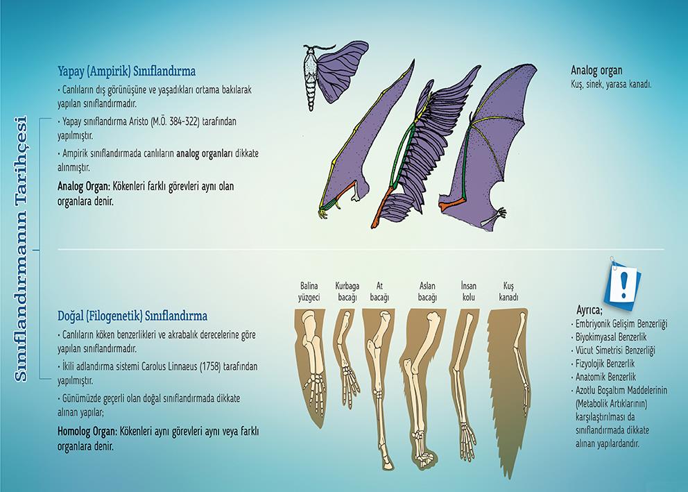 Canlıların Sınıflandırılması P BİY 33
