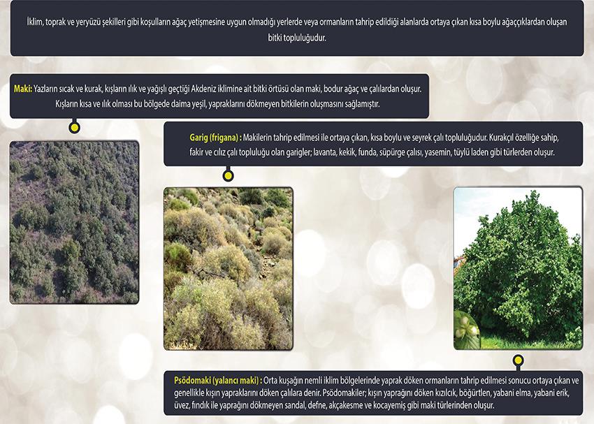 Dünya'daki Bitkiler (Çalı Formasyonu) P COG 38