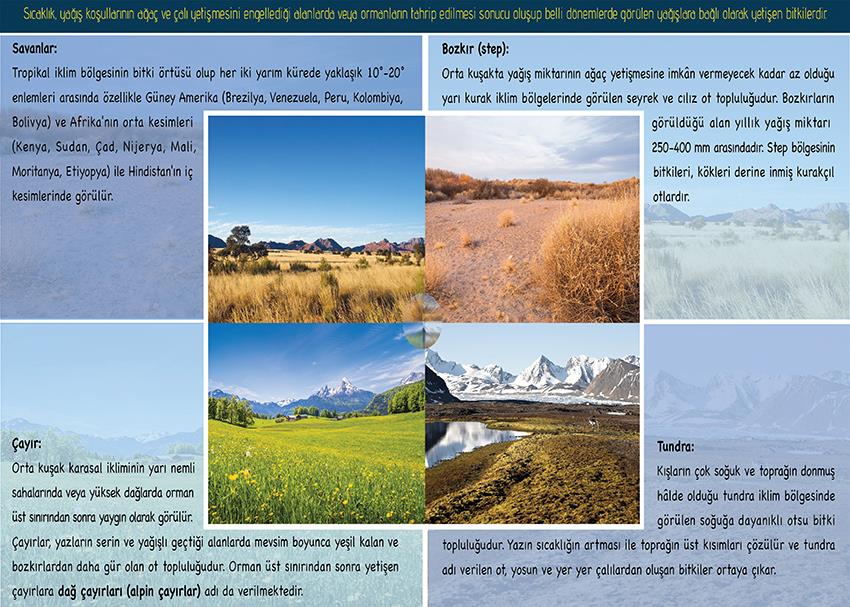 Dünya'daki Bitkiler (Ot Formasyonu) P COG 37