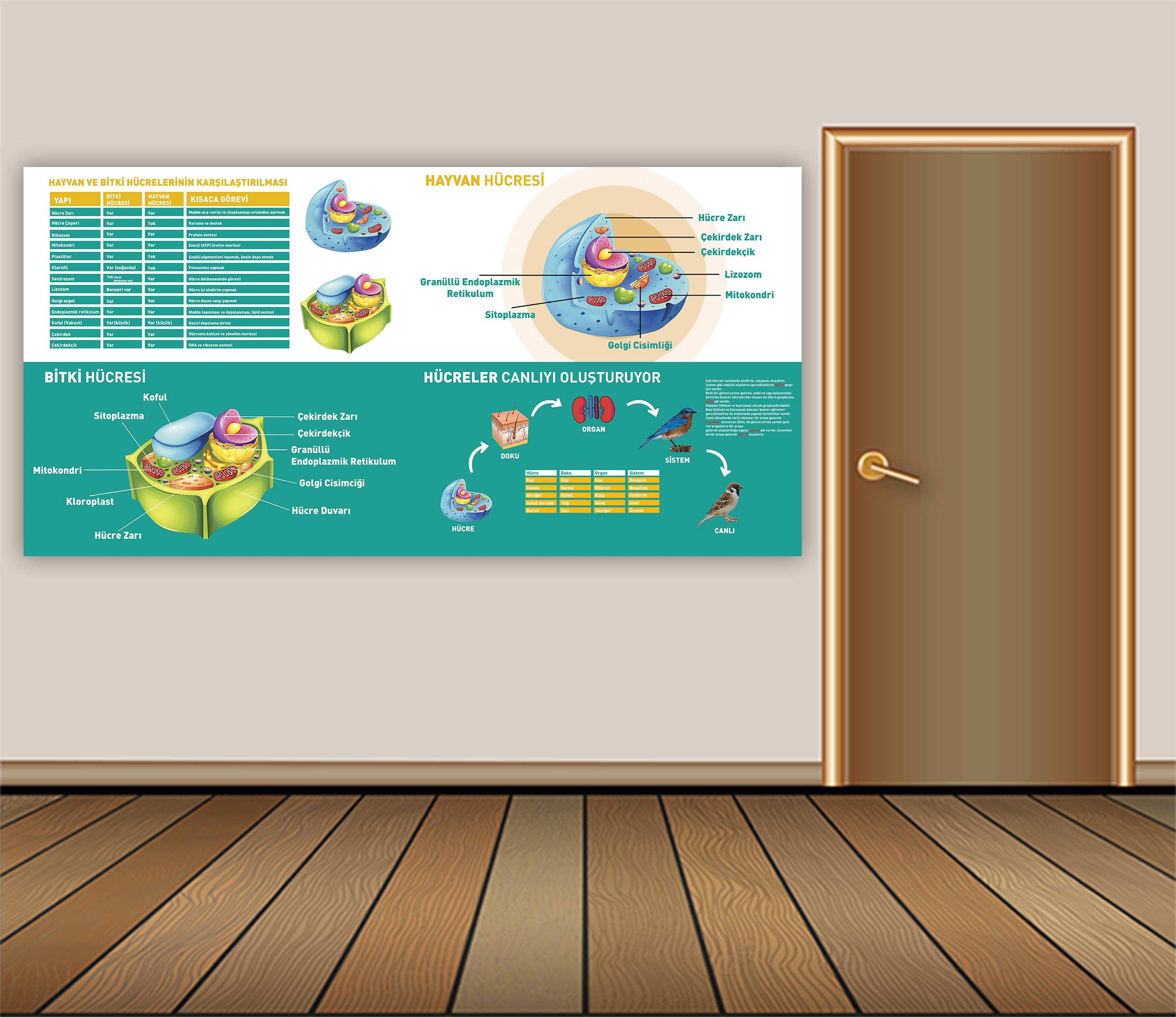 Duvar Giydirme Hayvan ve Bitki Hücresi DG BİY 11