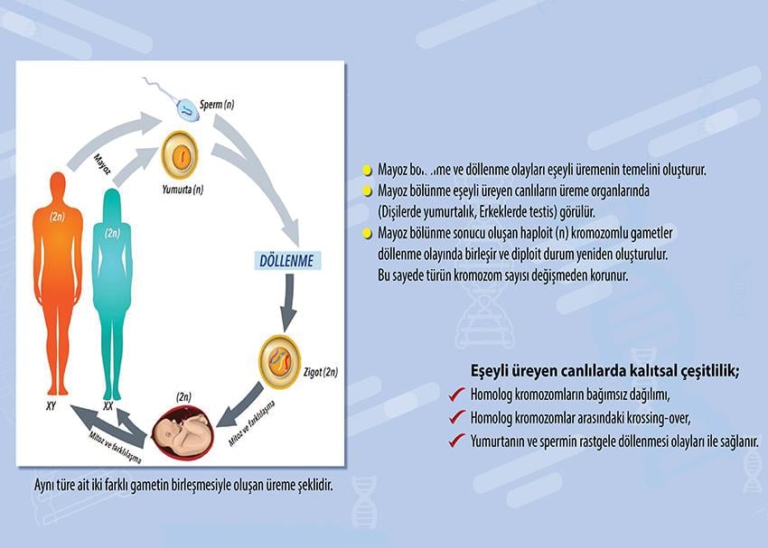 Eşeyli Üreme P BİY 12