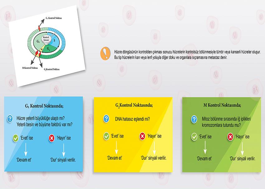 Hücre Döngüsünün Kontrol Noktaları P BİY 20