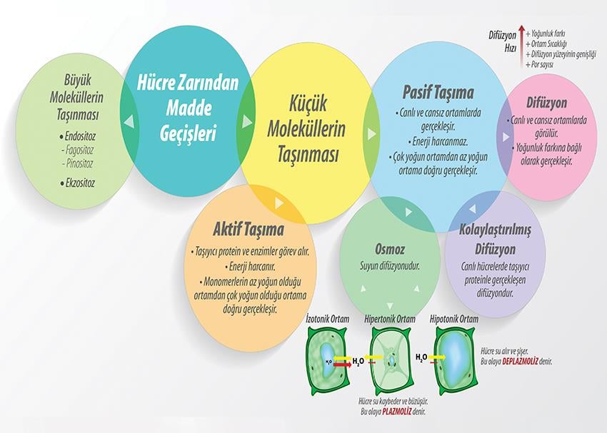 Hücre Zarından Madde Geçişleri-1 P BİY 49