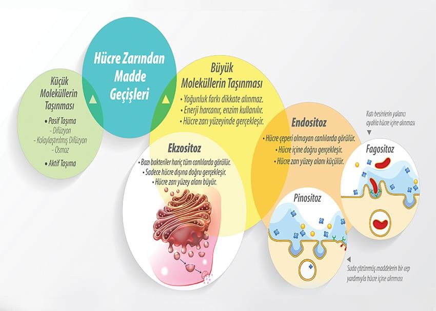 Hücre Zarından Madde Geçişleri-2 P BİY 50
