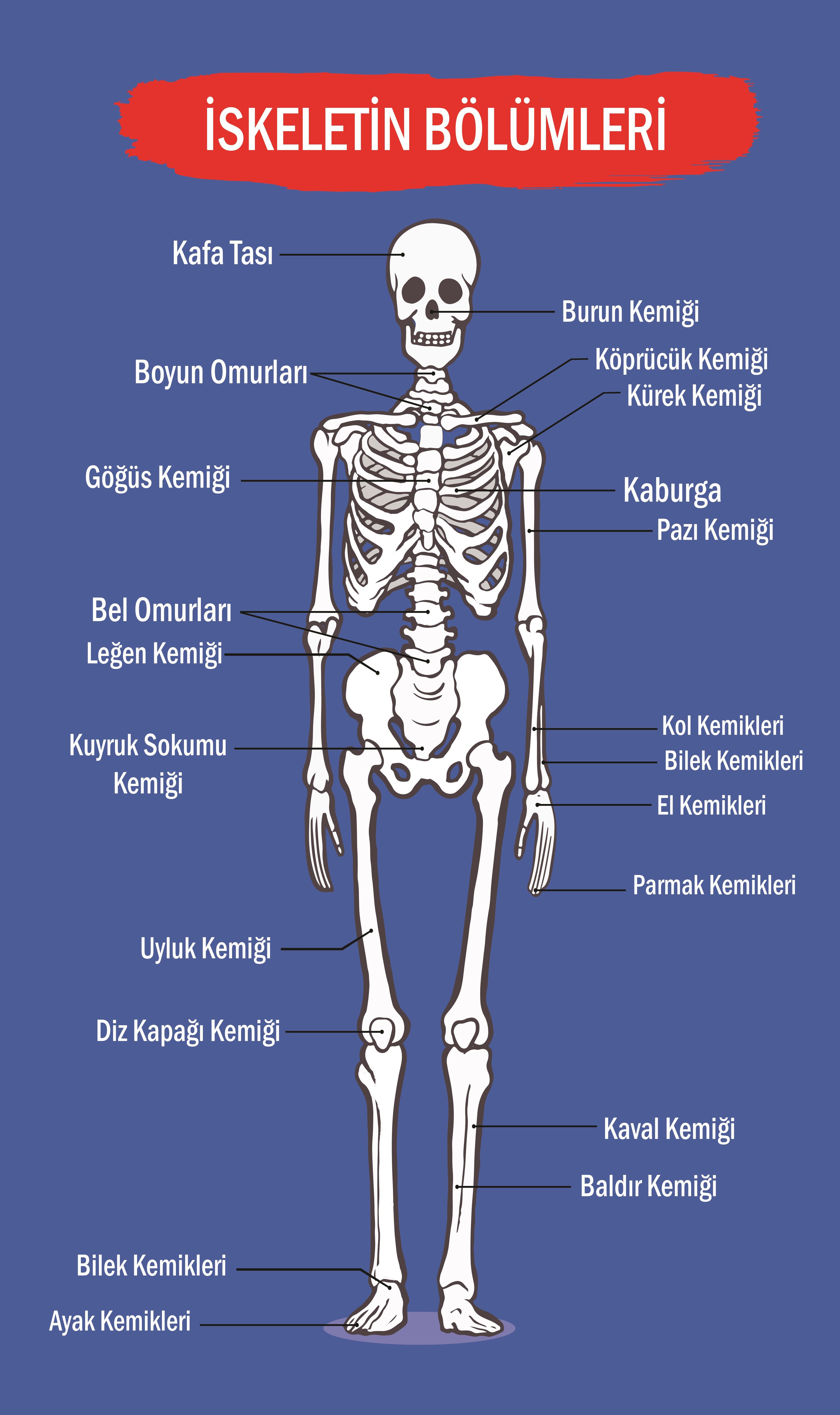 İSKELET P SA 01