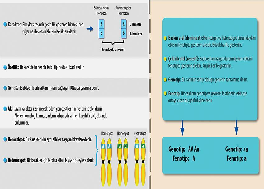 Kalıtımla İlgili Temel Kavramlar P BİY 10