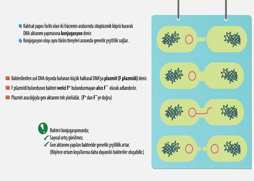 Konjugasyon P BİY 11