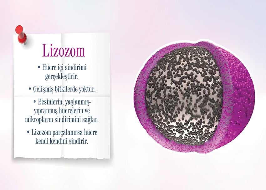Lizozom P BİY 39