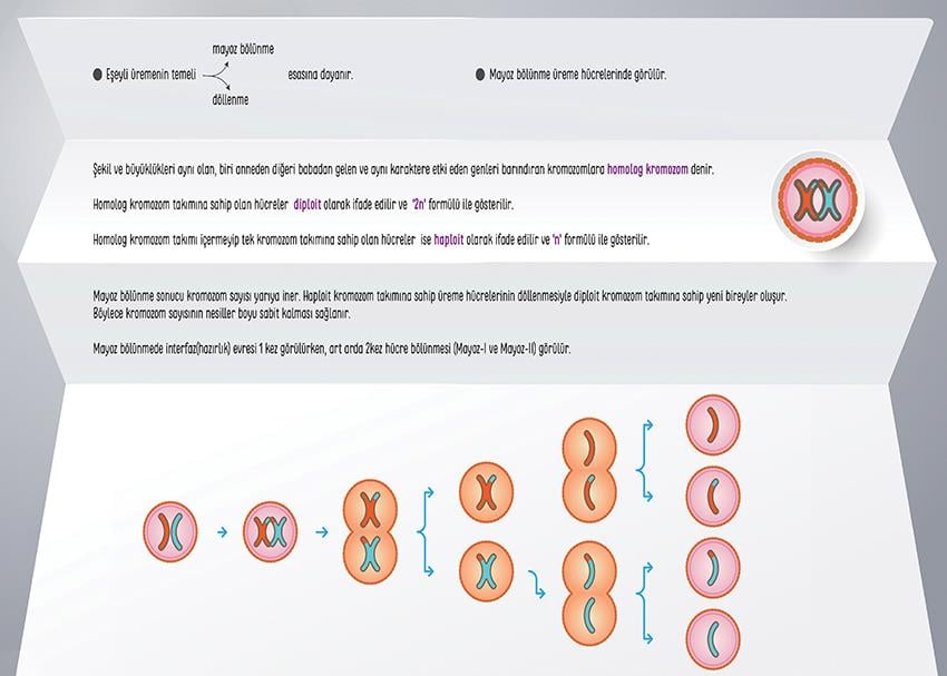 Mayoz Bölünmeye Giriş P BİY 19